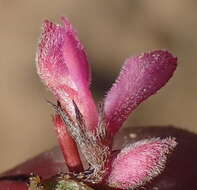 Слика од Indigofera declinata E. Mey.