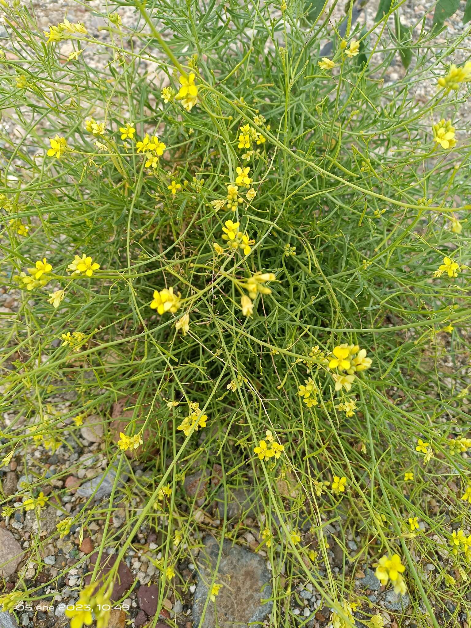 صورة Diplotaxis harra subsp. lagascana (DC.) O. Bolòs & Vigo