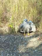 Image of Grey-lined Hawk