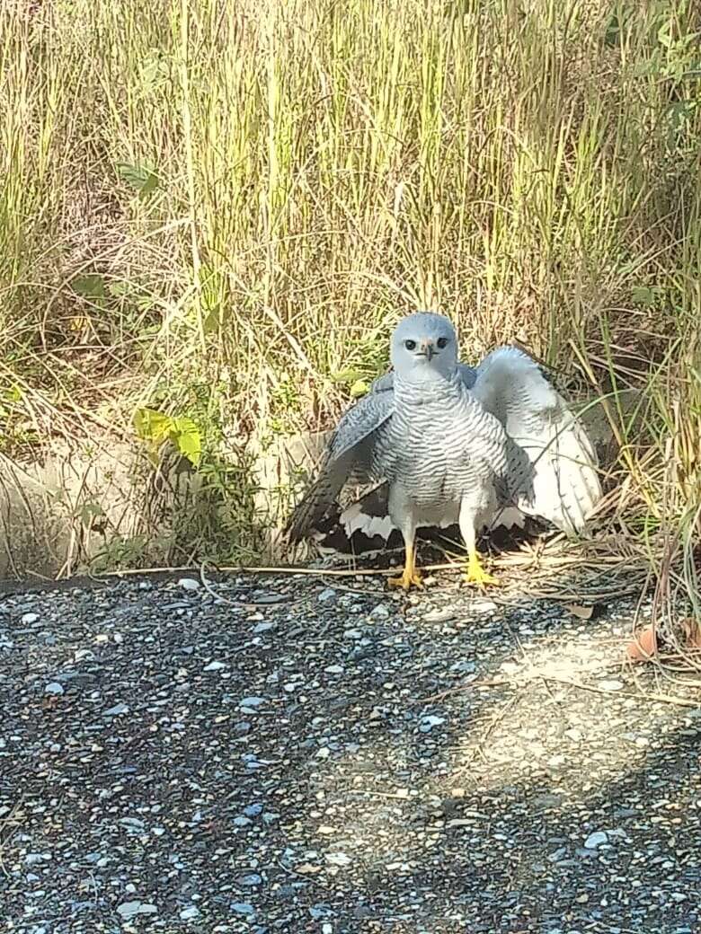 Image of Grey-lined Hawk