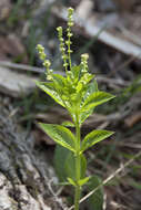 Image de Mercurialis ovata Sternb. & Hoppe