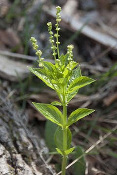 Image of Mercurialis ovata Sternb. & Hoppe