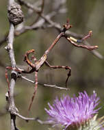 Image of Pseudovates arizonae Hebard 1935