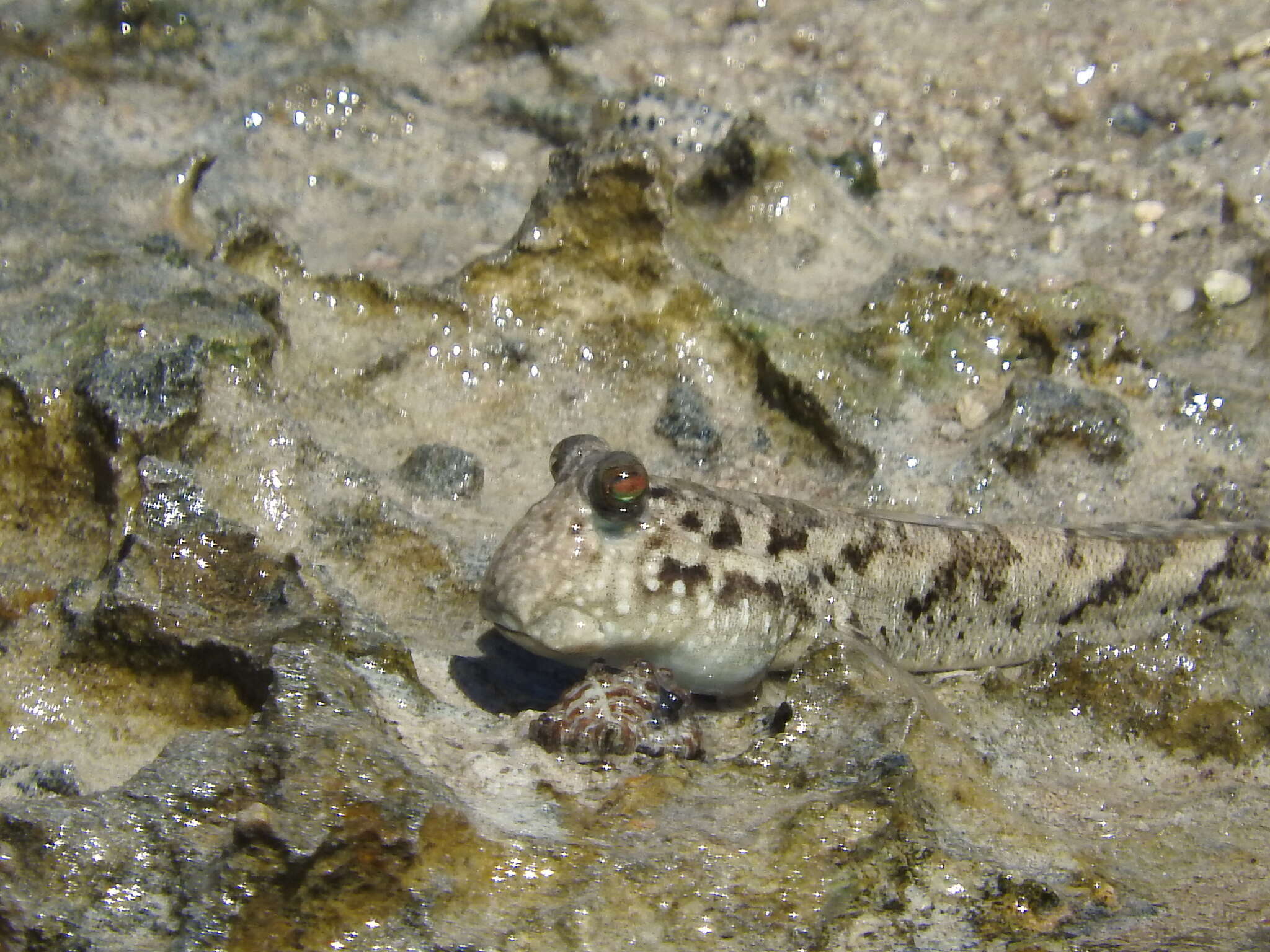 Image of Common mudskipper