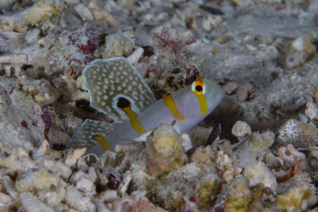 Image of Randall's prawn goby