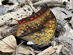 <i>Charaxes acuminatus</i> resmi