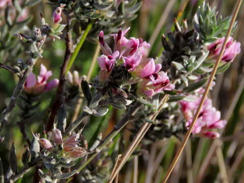 Image of Amphithalea ericifolia subsp. ericifolia