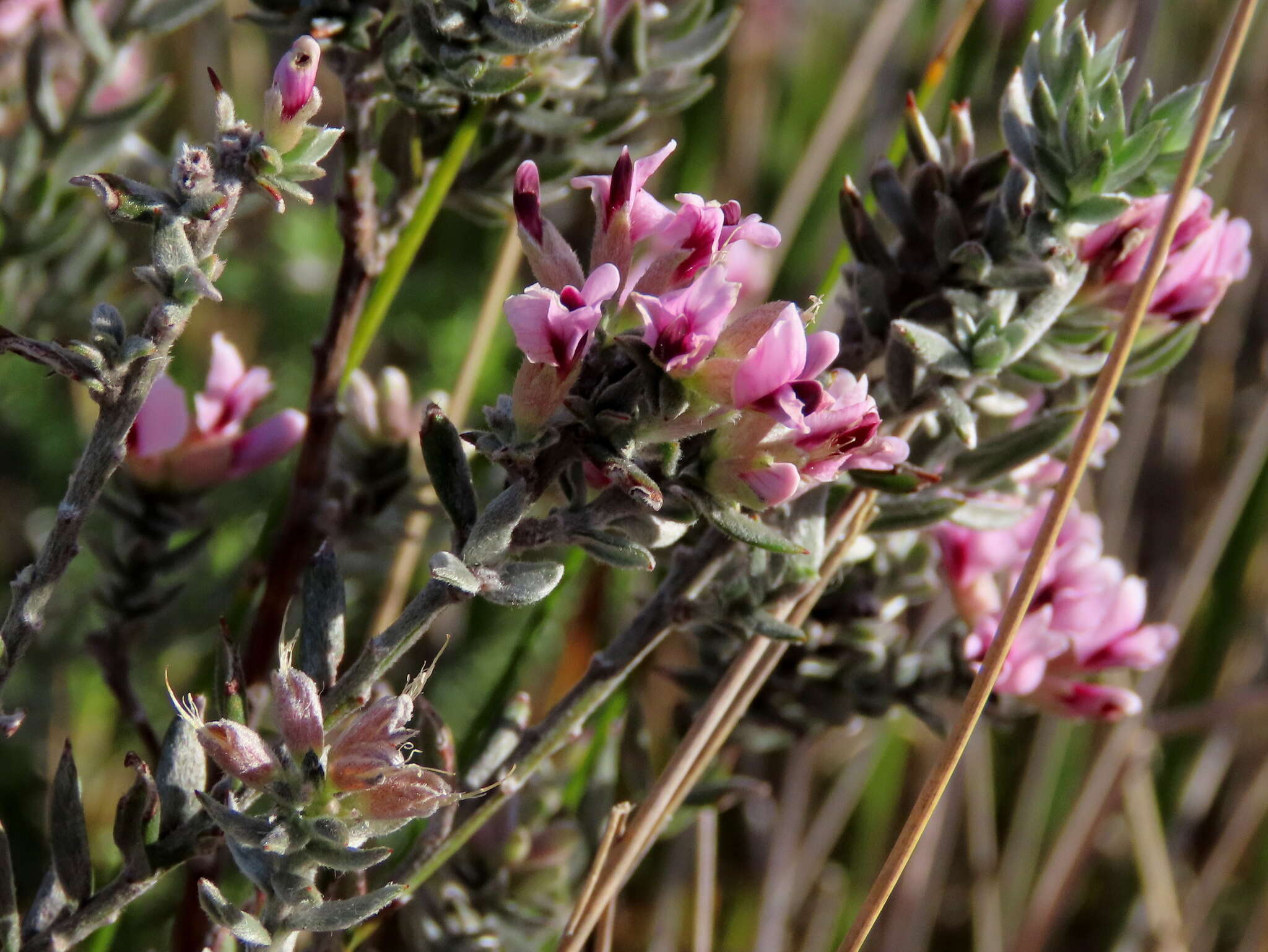 Image of Amphithalea ericifolia subsp. ericifolia