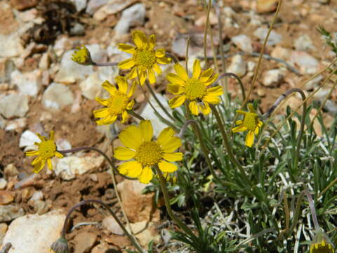 Image of Arizona four-nerve daisy