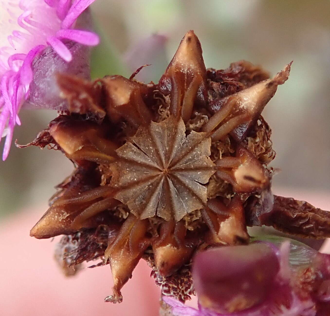 Image of Smicrostigma viride (Haw.) N. E. Br.