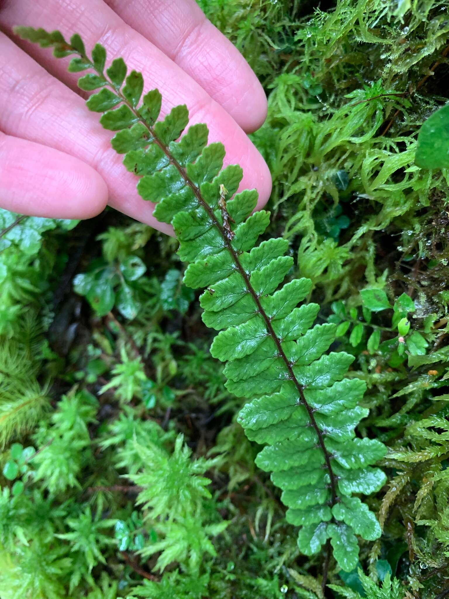 Слика од Athyrium nakanoi Mak.