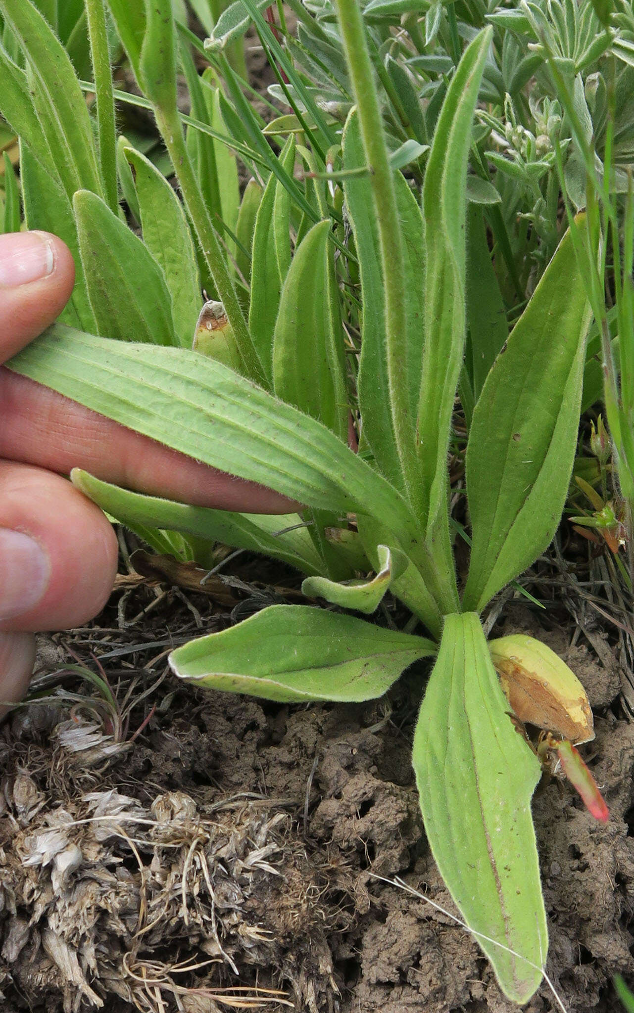 Image de Arnica sororia Greene