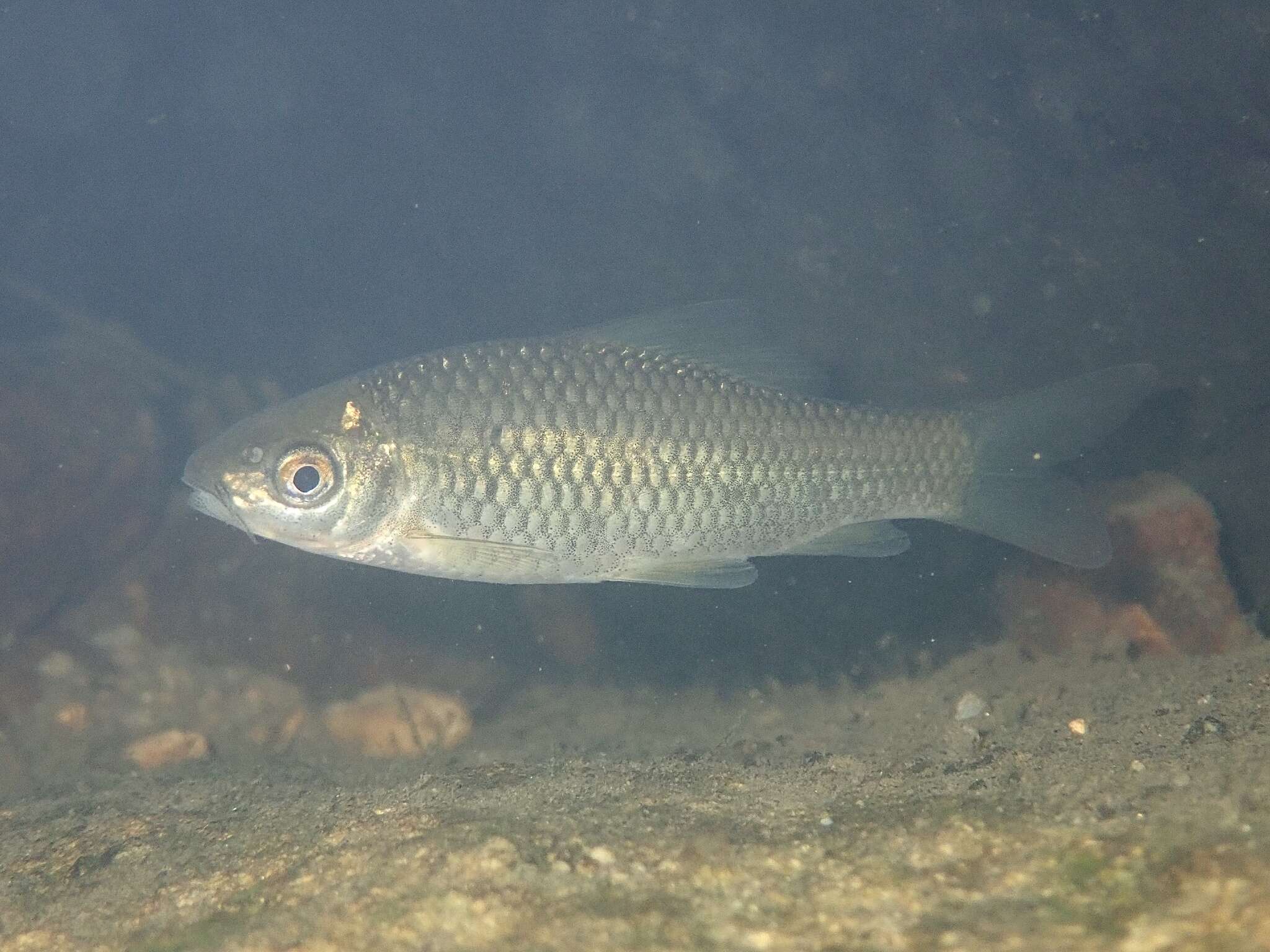 Image of Osteochilus salsburyi Nichols & Pope 1927