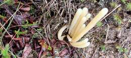 Image of Clavaria argillacea Pers. 1797