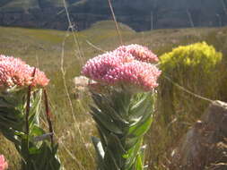 Image of Syncarpha milleflora (L. fil.) B. Nord.