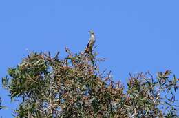 Image of Red-billed Starling