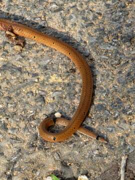 Image of Calliophis maculiceps maculiceps (Günther 1858)