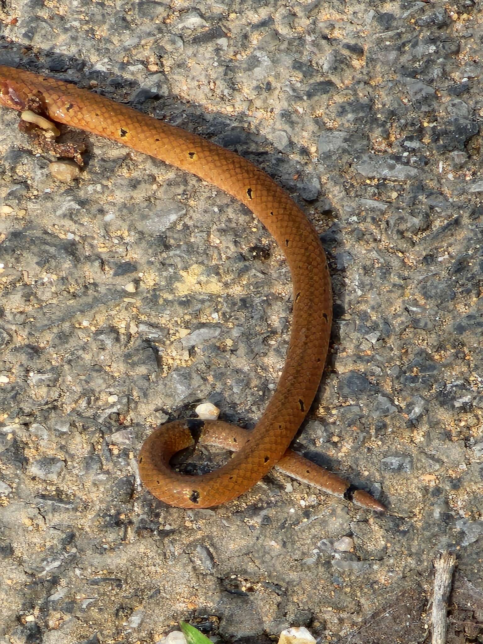 Imagem de Calliophis maculiceps maculiceps (Günther 1858)