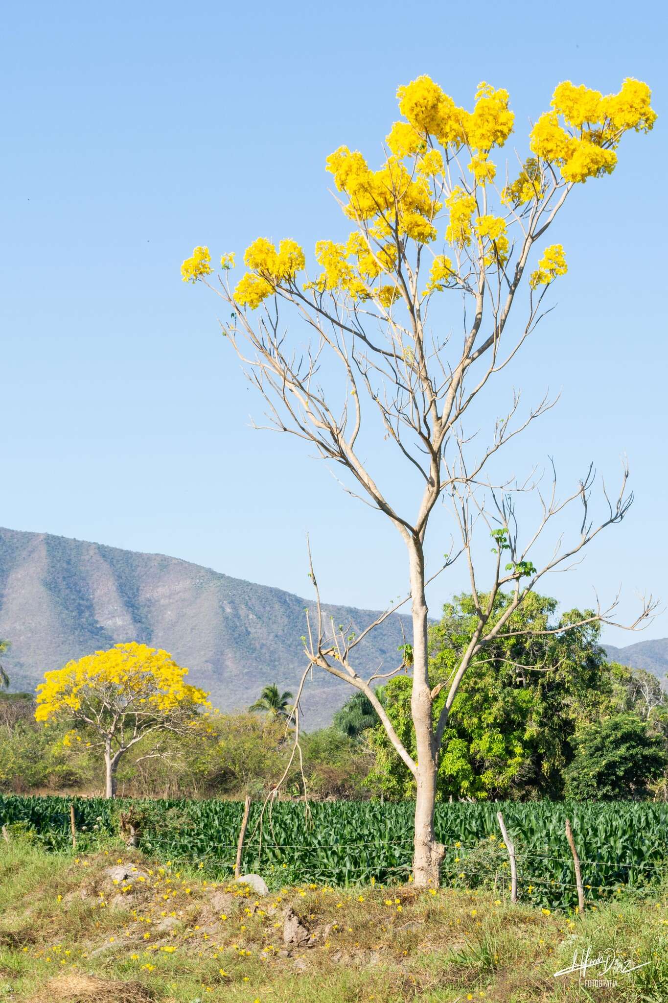 Image of Gold Tree