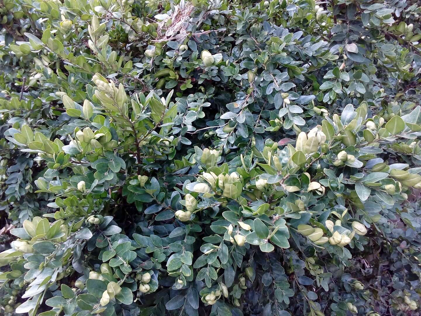 Sivun Buxus sempervirens L. kuva