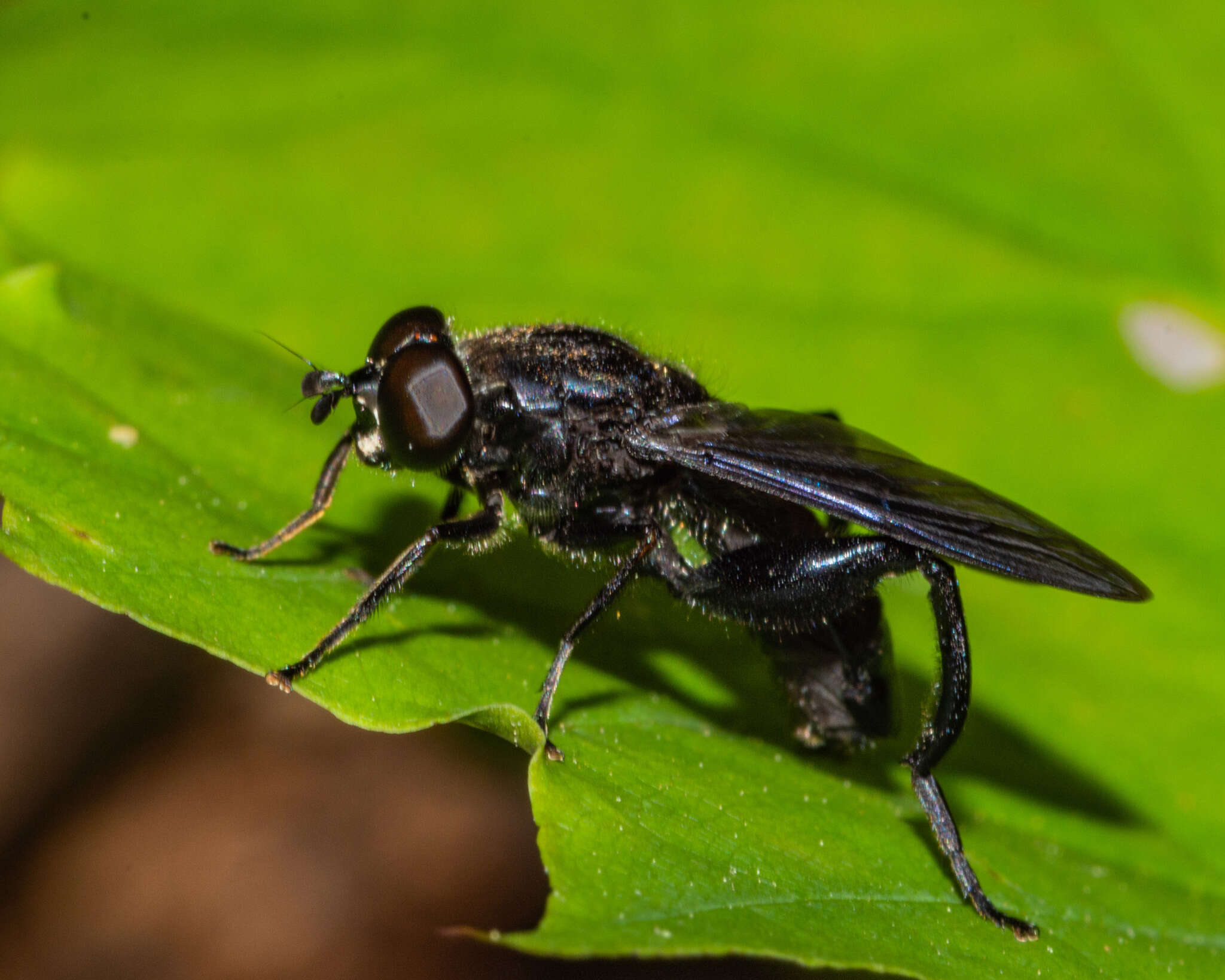 Image of Chalcosyrphus chalybeus (Wiedemann 1830)