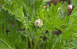 Imagem de Artemisia arctica