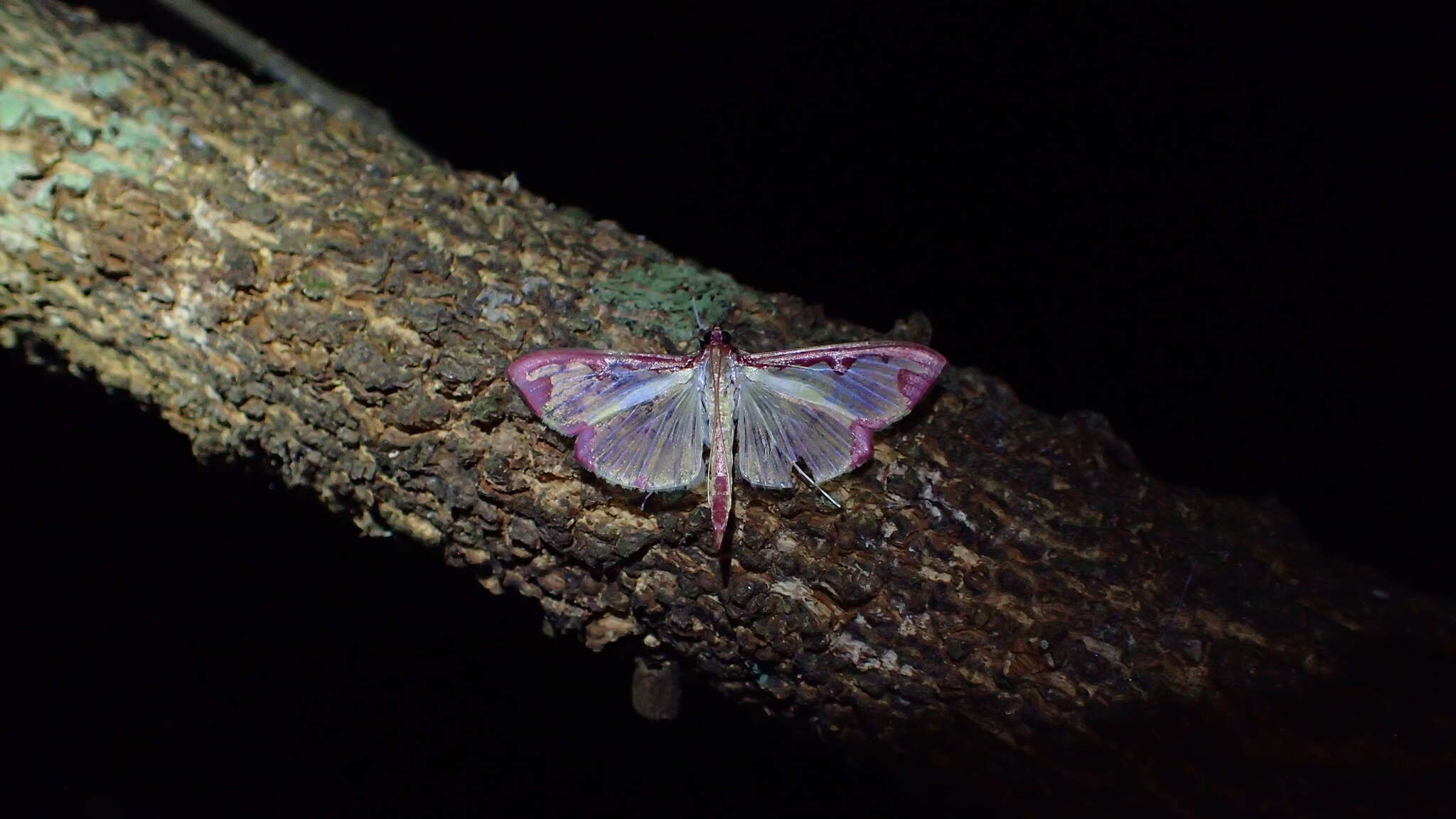 Cadarena pudoraria Hübner 1825 resmi