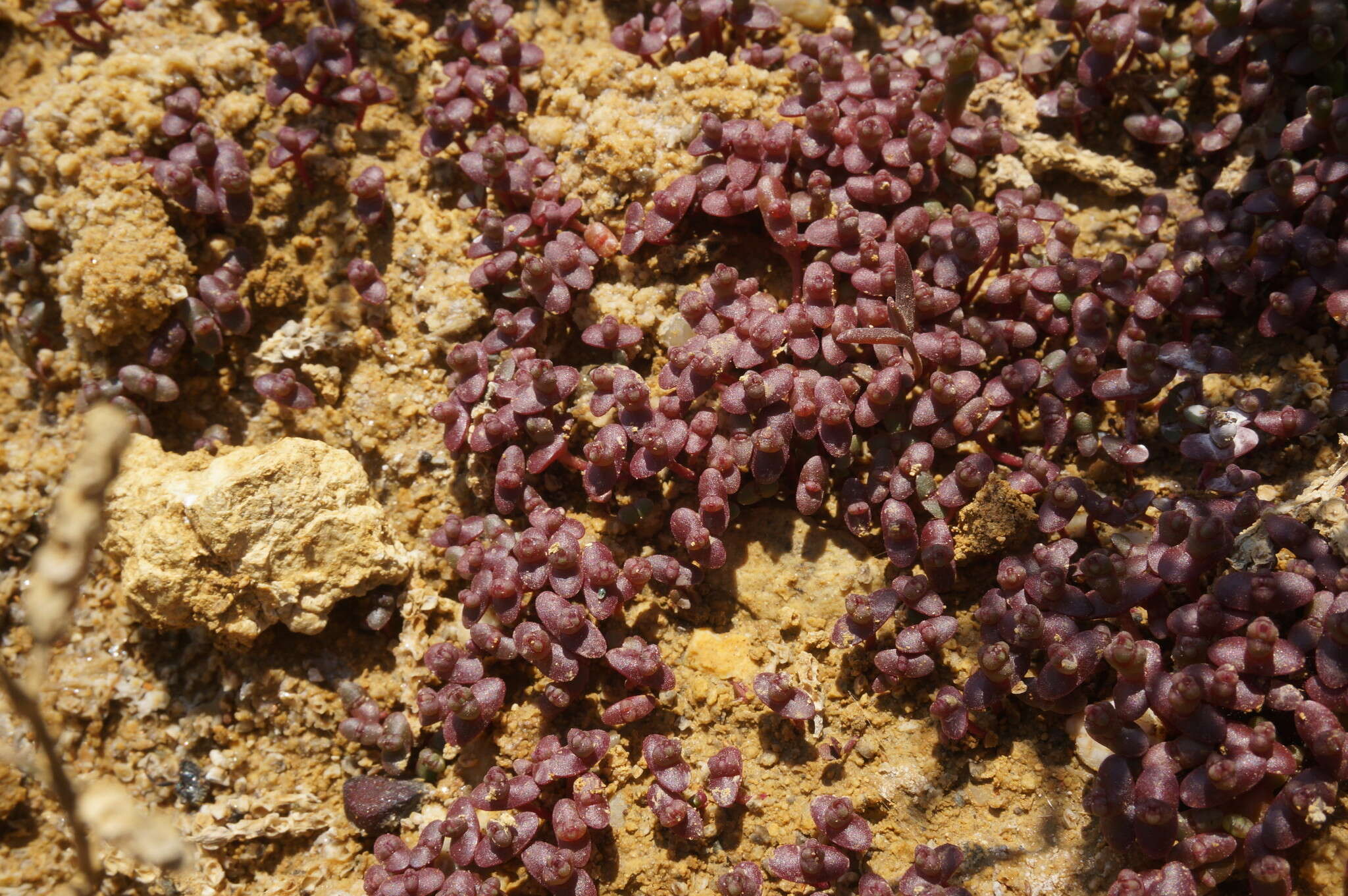 Image of Salicornia perennans Willd.