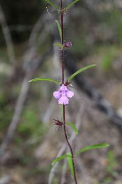 Image of Hemigenia pritzelii S. Moore