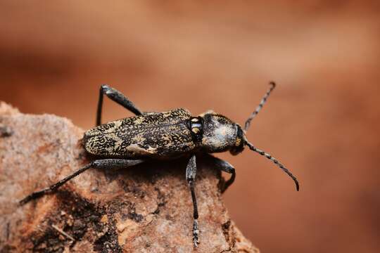 Image of Xylotrechus (Rusticoclytus) rusticus (Linné 1758)