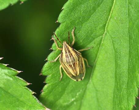 Image of Aelia acuminata (Linnaeus 1758)