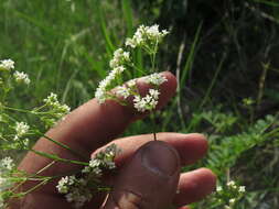 Image of Galium octonarium (Klokov) Pobed.