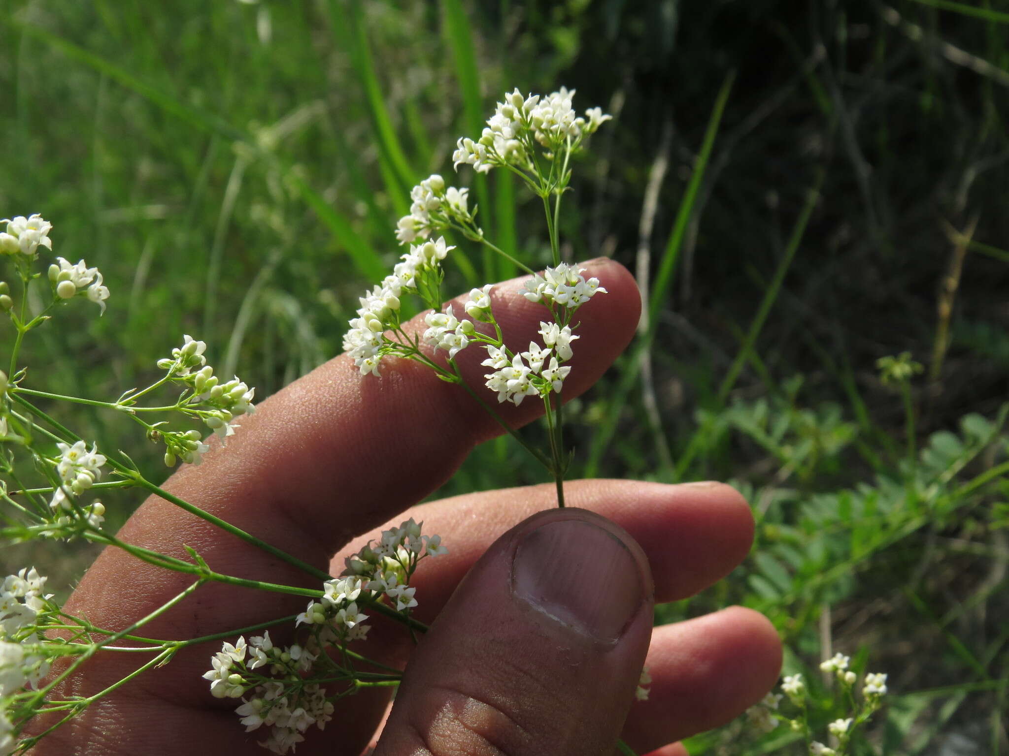 Image of Galium octonarium (Klokov) Pobed.