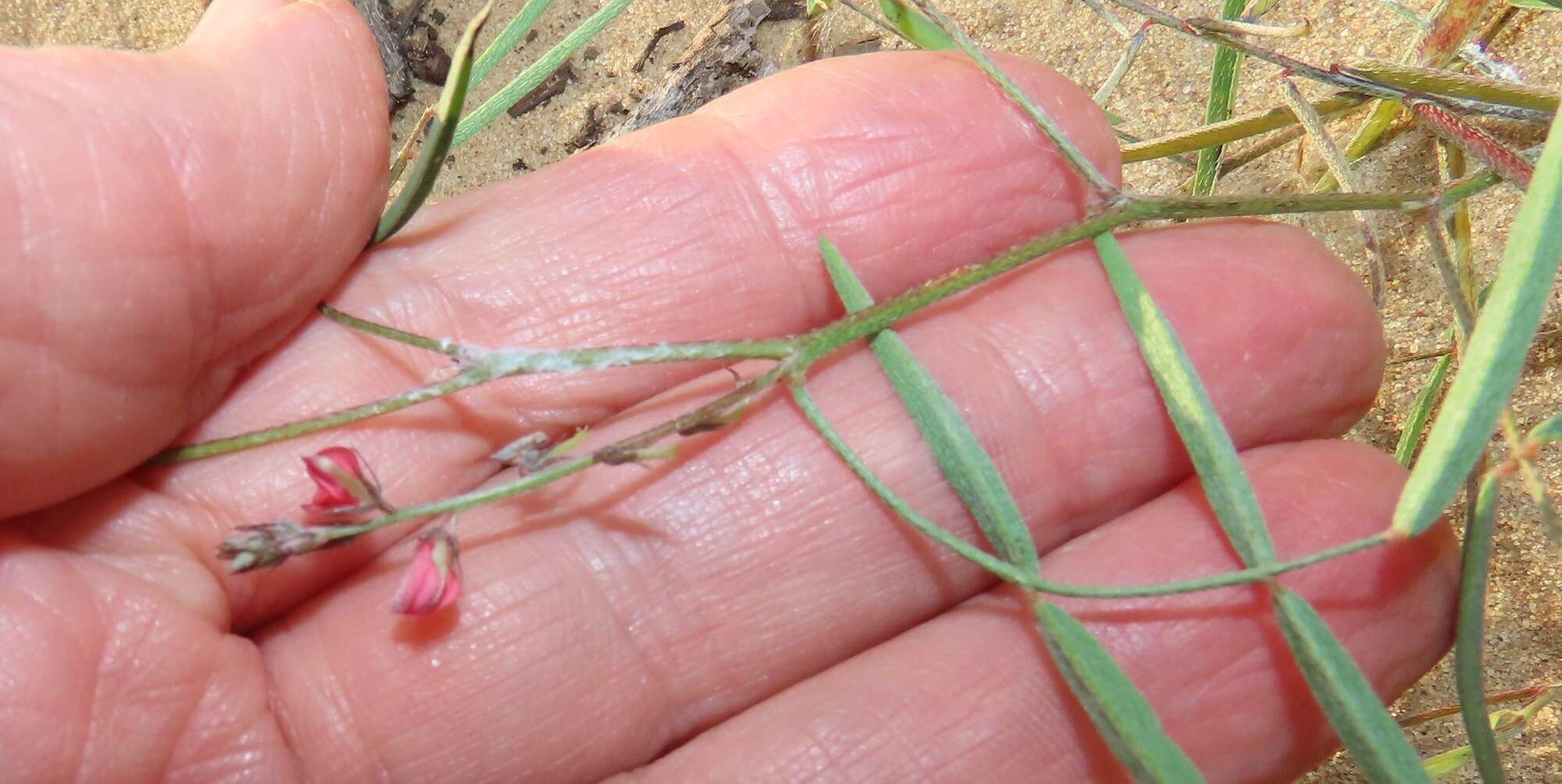 Imagem de Indigofera charlieriana var. charlieriana