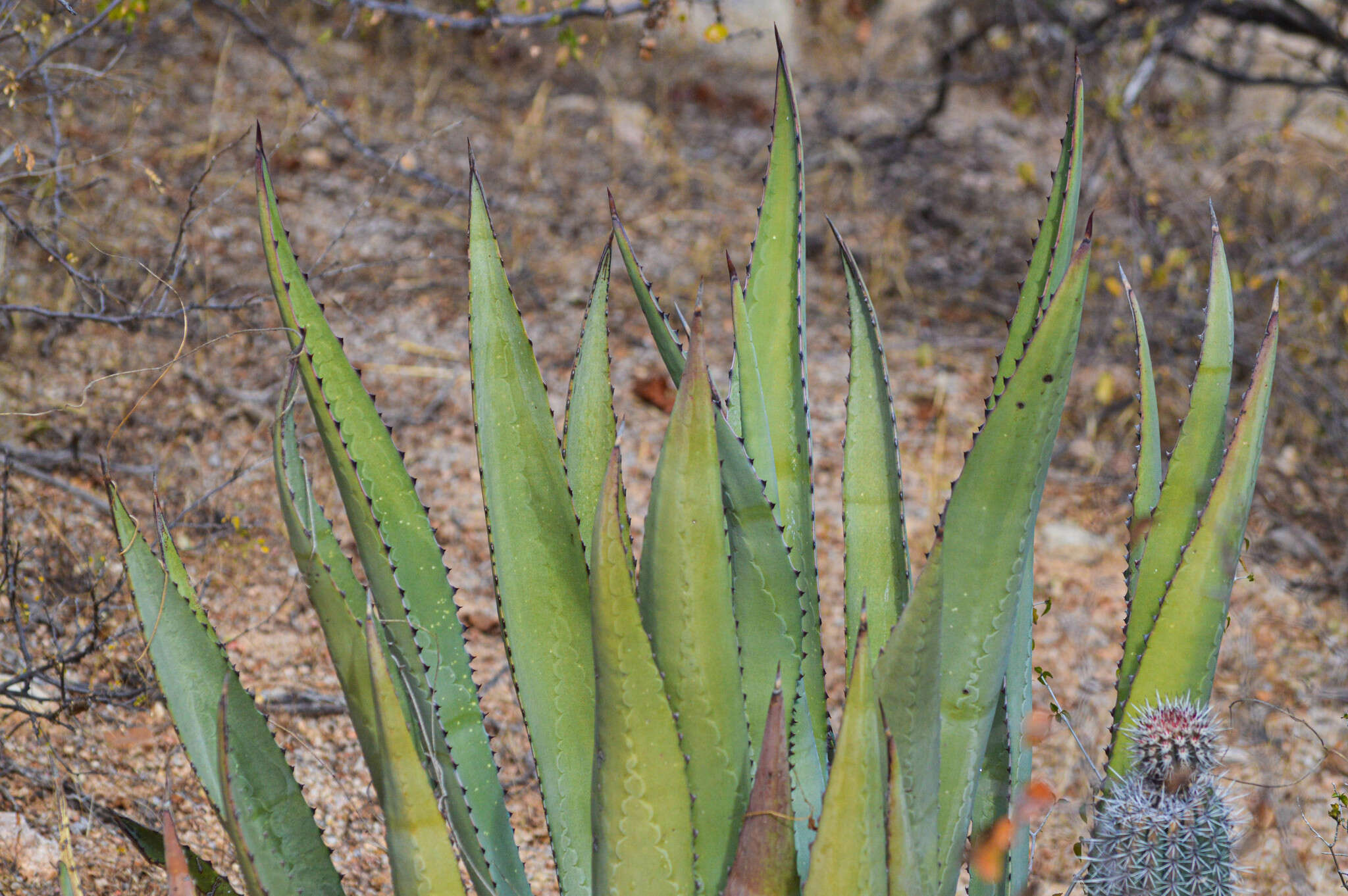 Image of Baja California Sur Agave