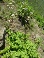 Image de Valeriana interrupta Ruiz & Pav.