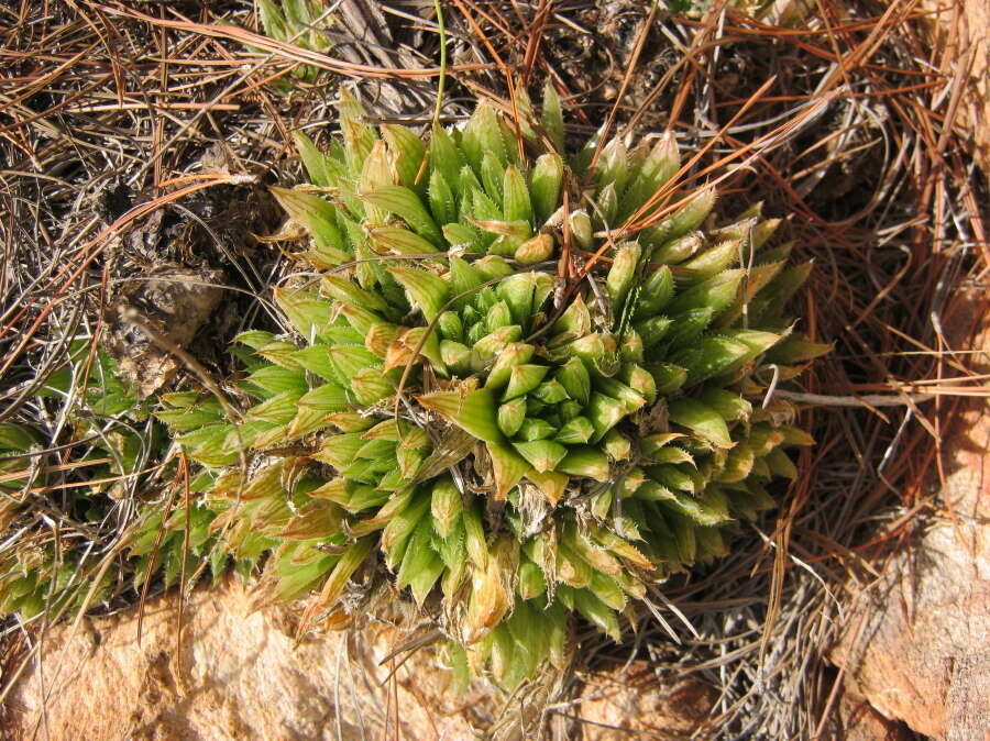 Haworthia outeniquensis M. B. Bayer resmi