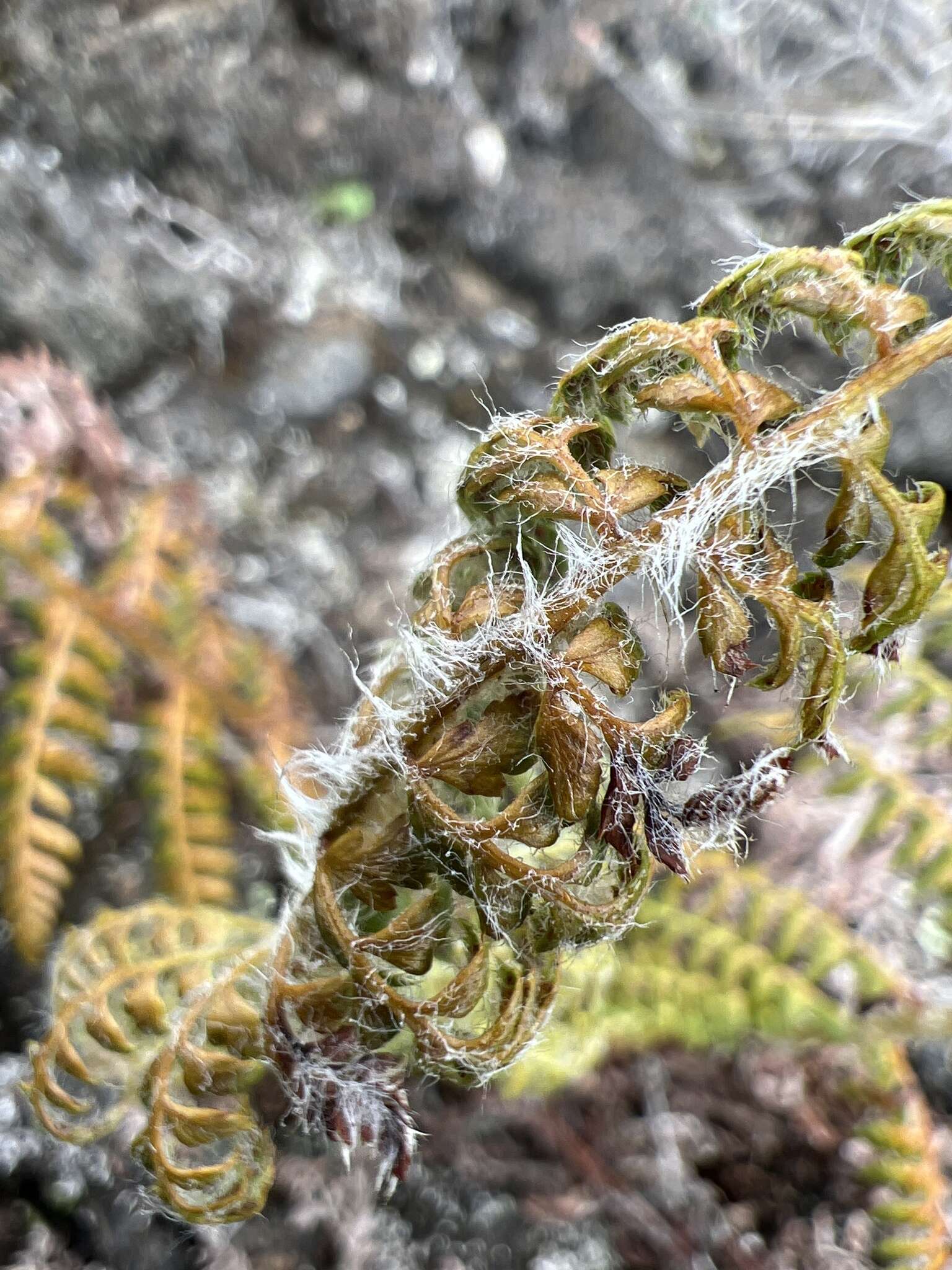 Polystichum haleakalense Brack.的圖片