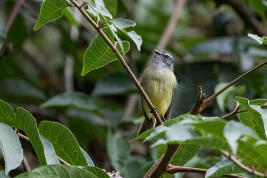 Image of Sooty-headed Tyrannulet