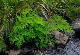 Image of Afroligusticum thodei (T. H. Arnold) Winter