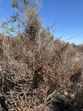 Image of Allenrolfea patagonica Kuntze