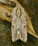 Image of Southern Armyworm Moth