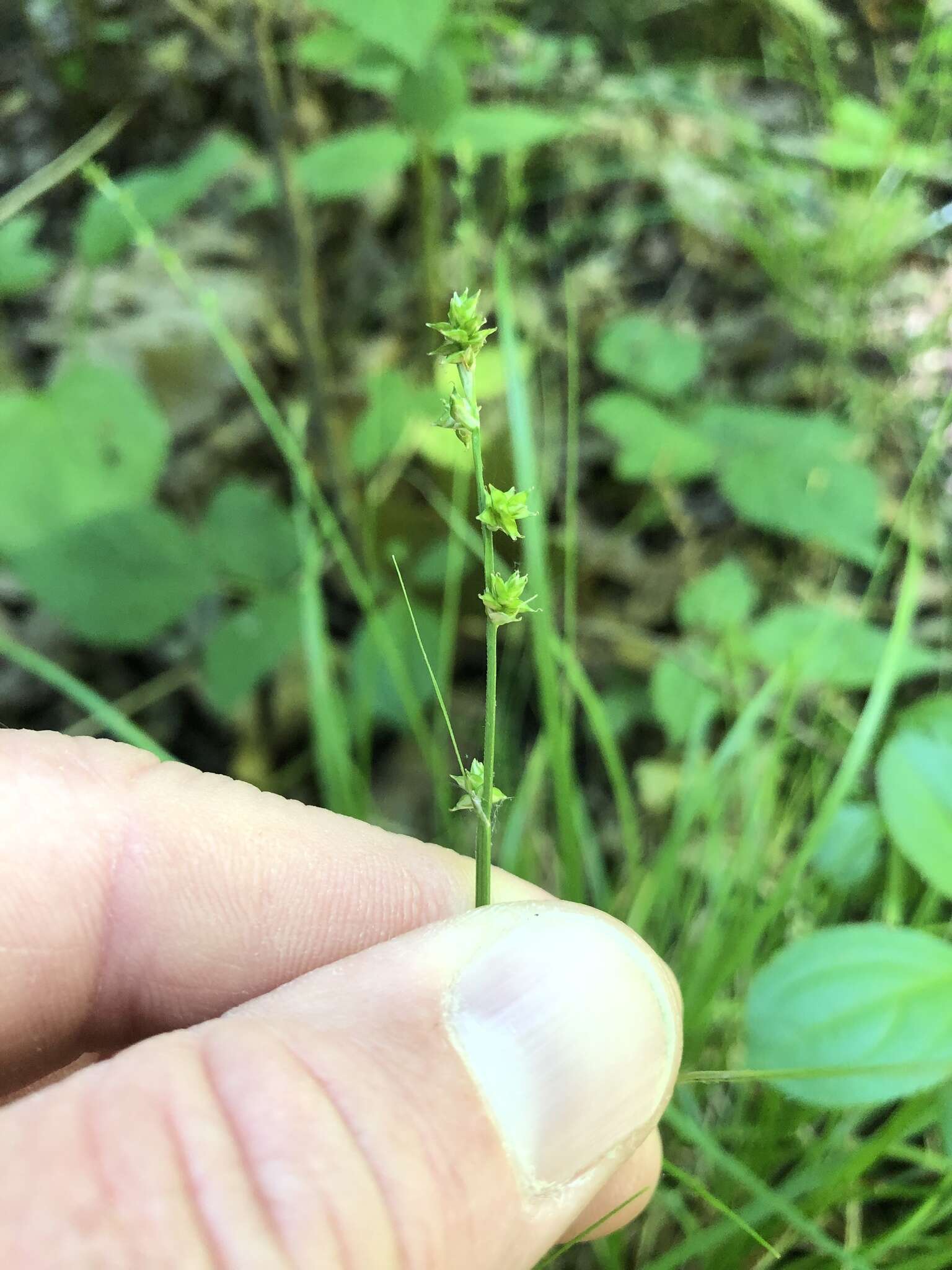 Image of Weak Stellate Sedge