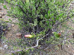 Image of Pteronia adenocarpa Harv.