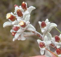 Image of Helichrysum zwartbergense Bolus