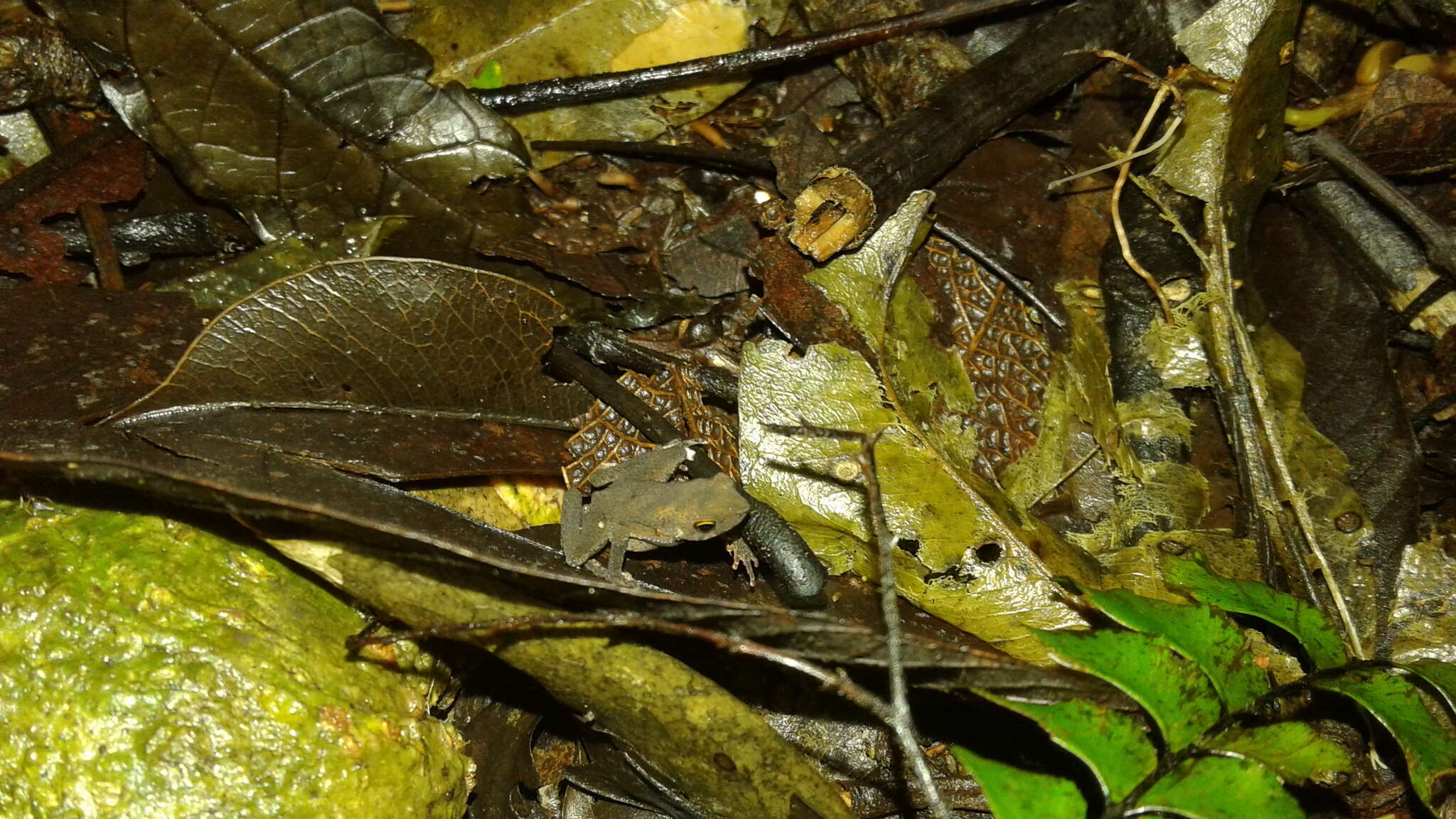 Amazophrynella siona Rojas-Zamora, Fouquet, Ron, Hernández-Ruz, Melo-Sampaio, Chaparro, Vogt & Carvalho et al. 2018的圖片