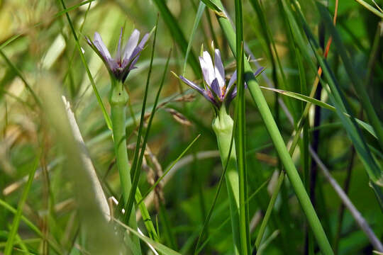 Image of Tragopogon porrifolius subsp. porrifolius