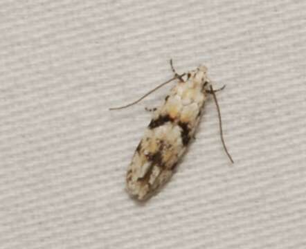 Image of Stripe-backed Moth