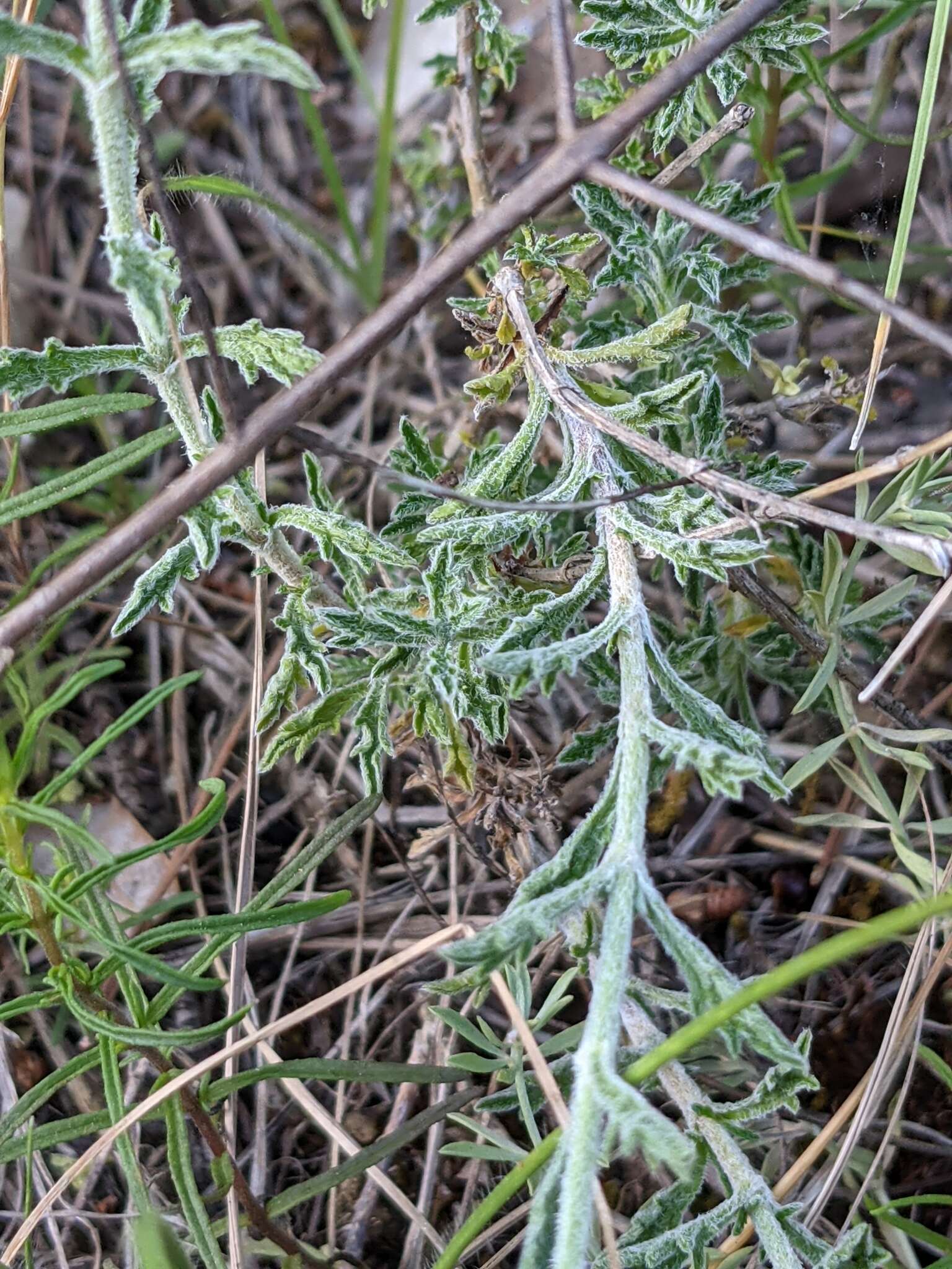 Image de Sideritis fruticulosa Pourr.