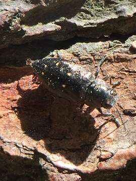 Image of Phaenops fulvoguttata (Harris 1830)